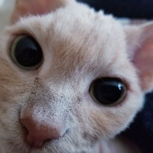 Meet your Posher, Casey